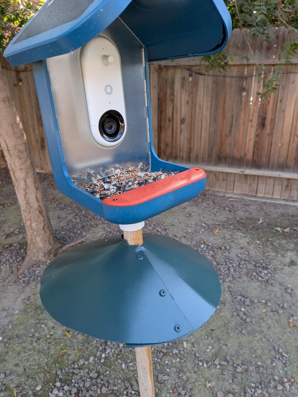 BirdBuddy feeder on pole with green metal baffle underneath it. photo_4902287530519104934_y