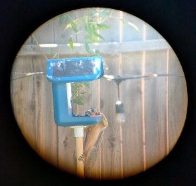 A squirrel hanging off the edge of the feeder photo_4902287530519104935_x